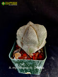 Astrophytum myriostigma cv. Onzuka