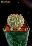 Astrophytum asterias cv. Super Kabuto