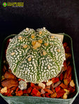 Astrophytum asterias cv. Super Kabuto