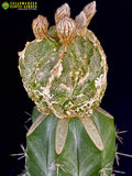 Astrophytum myriostigma cv. Onzuka Dragon Hekiran