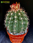 Melocactus amoenus