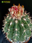 Melocactus amoenus