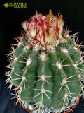 Melocactus amoenus