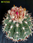 Melocactus amoenus