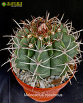 Melocactuc concinnus