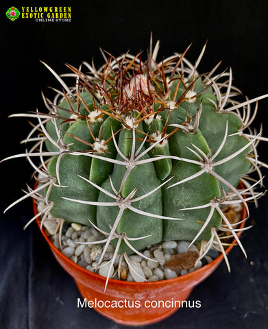 Melocactuc concinnus