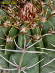 Melocactuc concinnus