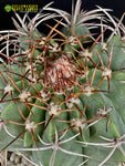 Melocactuc concinnus