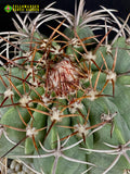 Melocactuc concinnus