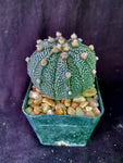 Astrophytum AS X COA (asterias X coahuilense)