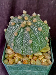 Astrophytum AS X COA (asterias X coahuilense)