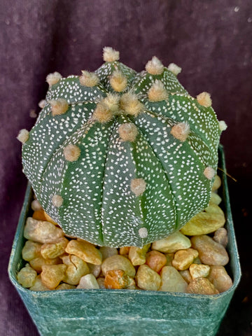 Astrophytum AS X COA (asterias X coahuilense)