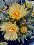 Ariocarpus trigonus v. horaceckii, cactus plant