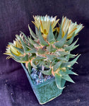 Ariocarpus trigonus v. horaceckii, cactus plant