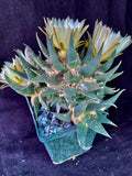 Ariocarpus trigonus v. horaceckii, cactus plant