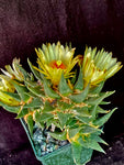 Ariocarpus trigonus v. horaceckii, cactus plant