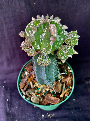 Astrophytum miriostigma cv. Haakun nudum