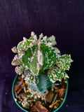 Astrophytum miriostigma cv. Haakun nudum