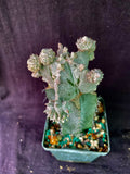 Astrophytum myriostigma cv. Lotusland