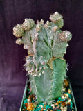 Astrophytum myriostigma cv. Lotusland