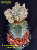 Astrophytum myriostigma cv. Lotusland