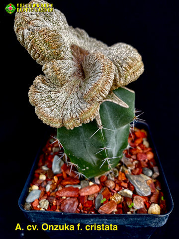 Astrophytum cv. Onzuka f. cristata
