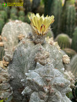 Astrophytum myriostigma cv. Lotusland