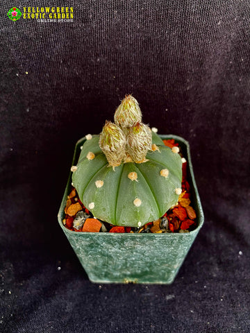 Astrophytum asterias v. nudum