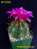 Thelocactus bicolor