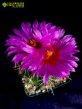 Thelocactus bicolor