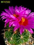 Thelocactus bicolor