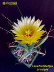 Leichtenbergia principis