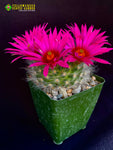 Mammillaria quelzowiana