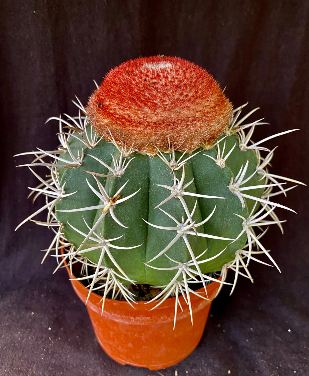 Melocactus  Astrocarpus.com - Online store of unique and rare plants. This  shop is a part of Yellow Green Exotic Garden group.