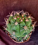 Gymnocalycium pflanzii