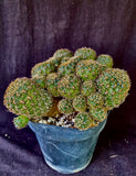 Sulcorebutia hoffmanniana HS90