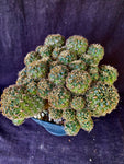 Sulcorebutia hoffmanniana HS90