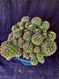 Sulcorebutia hoffmanniana HS90