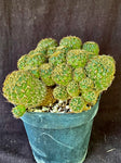 Sulcorebutia hoffmanniana HS90