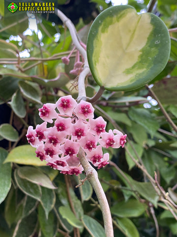 Hoya obovata f. variegata