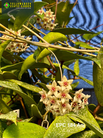 Hoyas – Astrocarpus.com - Online store of unique and rare plants