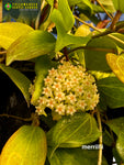 Hoya Merrilli