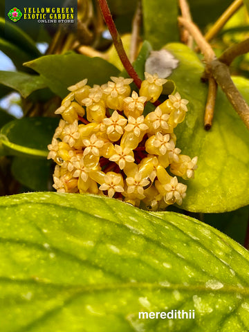 Hoya Meredithii