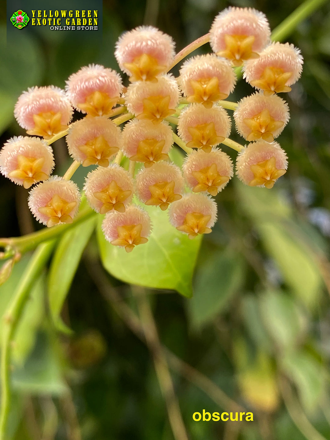 Hoyas – Astrocarpus.com - Online store of unique and rare