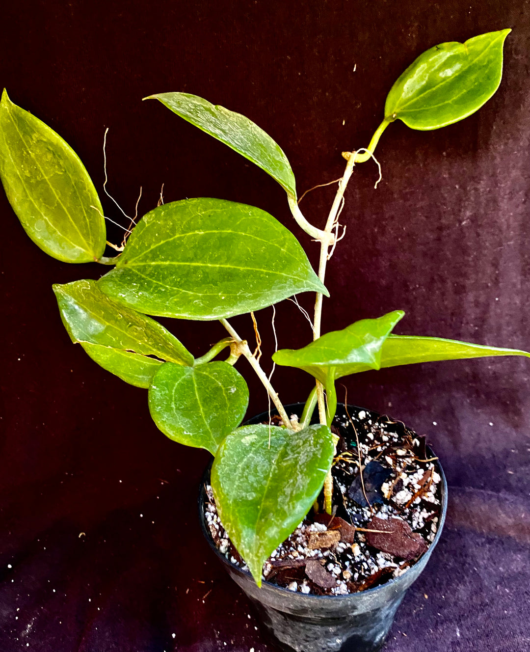 Hoyas – Astrocarpus.com - Online store of unique and rare plants. This shop  is a part of Yellow Green Exotic Garden group.