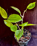 Hoya Merrilli