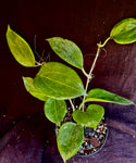 Hoya Merrilli