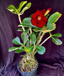 Adenium cv. Triple Red