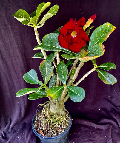 Adenium cv. Triple Red