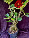 Adenium cv. Triple Red